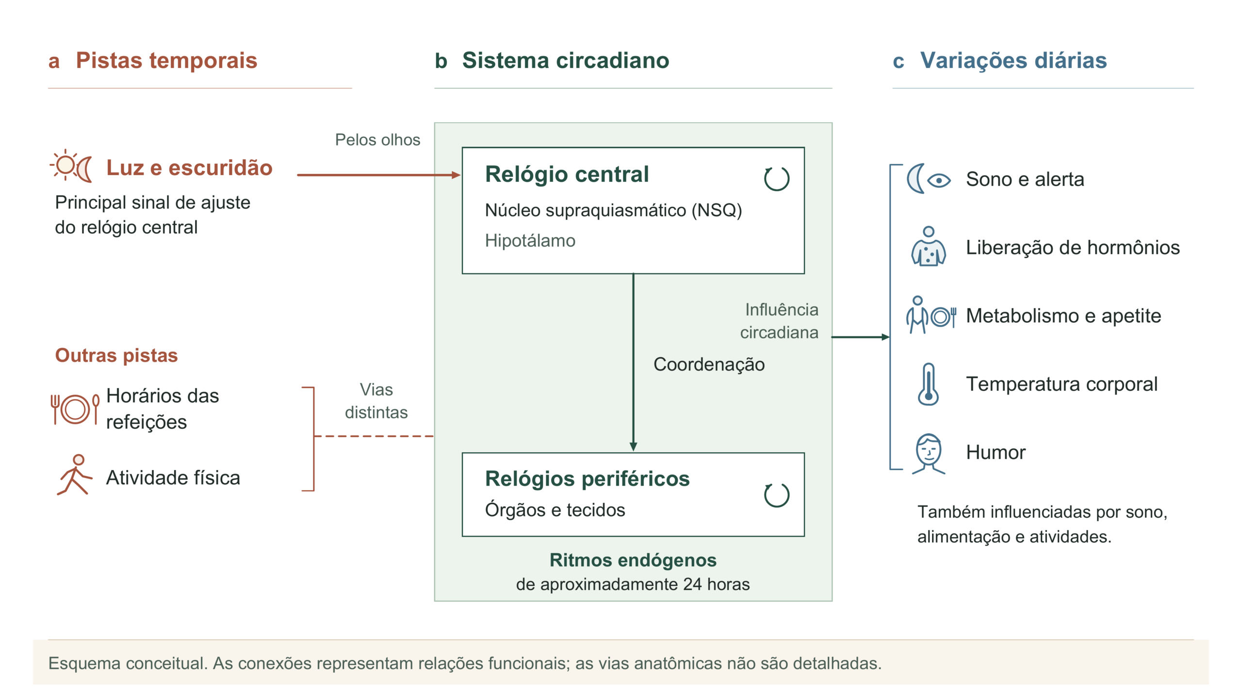 A figura usa o título Pistas temporais no primeiro grupo e pequenas ilustrações de luz e escuridão, refeição, caminhada e funções do organismo. Esquema conceitual do sistema circadiano. A luz recebida pelos olhos ajusta o relógio central, identificado como núcleo supraquiasmático no hipotálamo. O relógio central participa da coordenação dos relógios periféricos nos órgãos e tecidos. Refeições e atividade física influenciam o sistema por vias distintas não detalhadas. Os ritmos são endógenos e têm aproximadamente 24 horas. Sono e alerta, hormônios, metabolismo e apetite, temperatura corporal e humor recebem influência circadiana e também são influenciados por sono, alimentação e atividades. As conexões são funcionais e não representam vias anatômicas diretas nem uma sequência temporal.