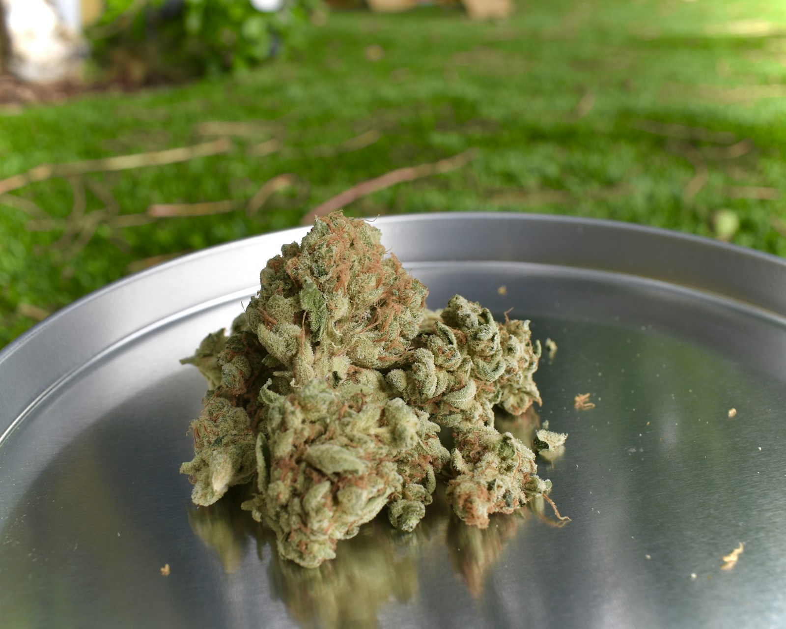 Flores secas de cannabis sobre uma bandeja metálica, com fundo verde desfocado.